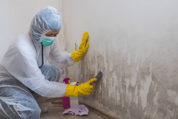 Best Mold Odor Removal Services  in Justin, TX