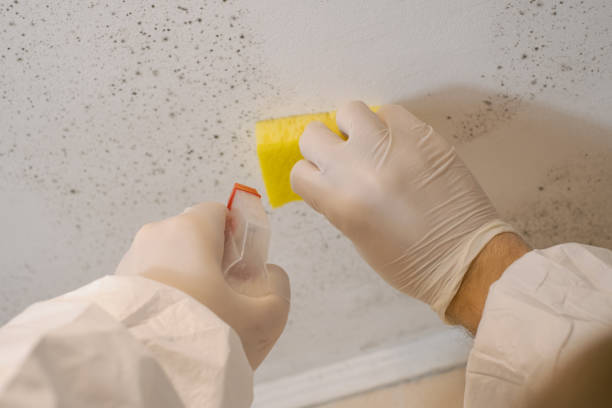 Dehumidification Services in Justin, TX