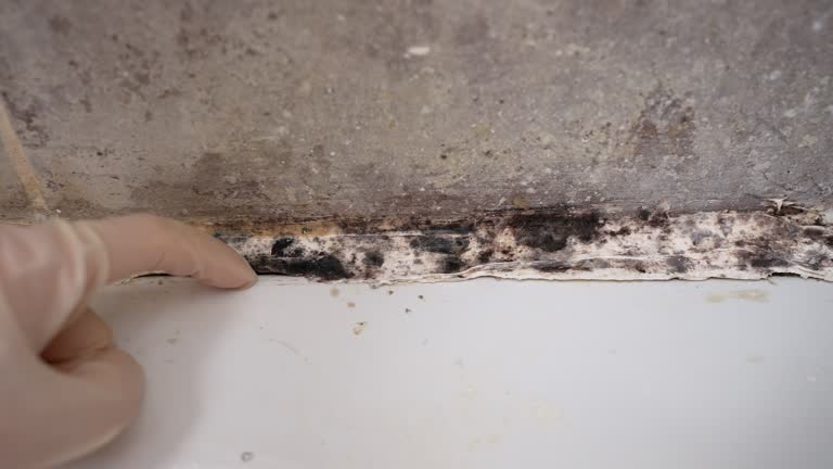 Biohazard Mold Removal in Justin, TX